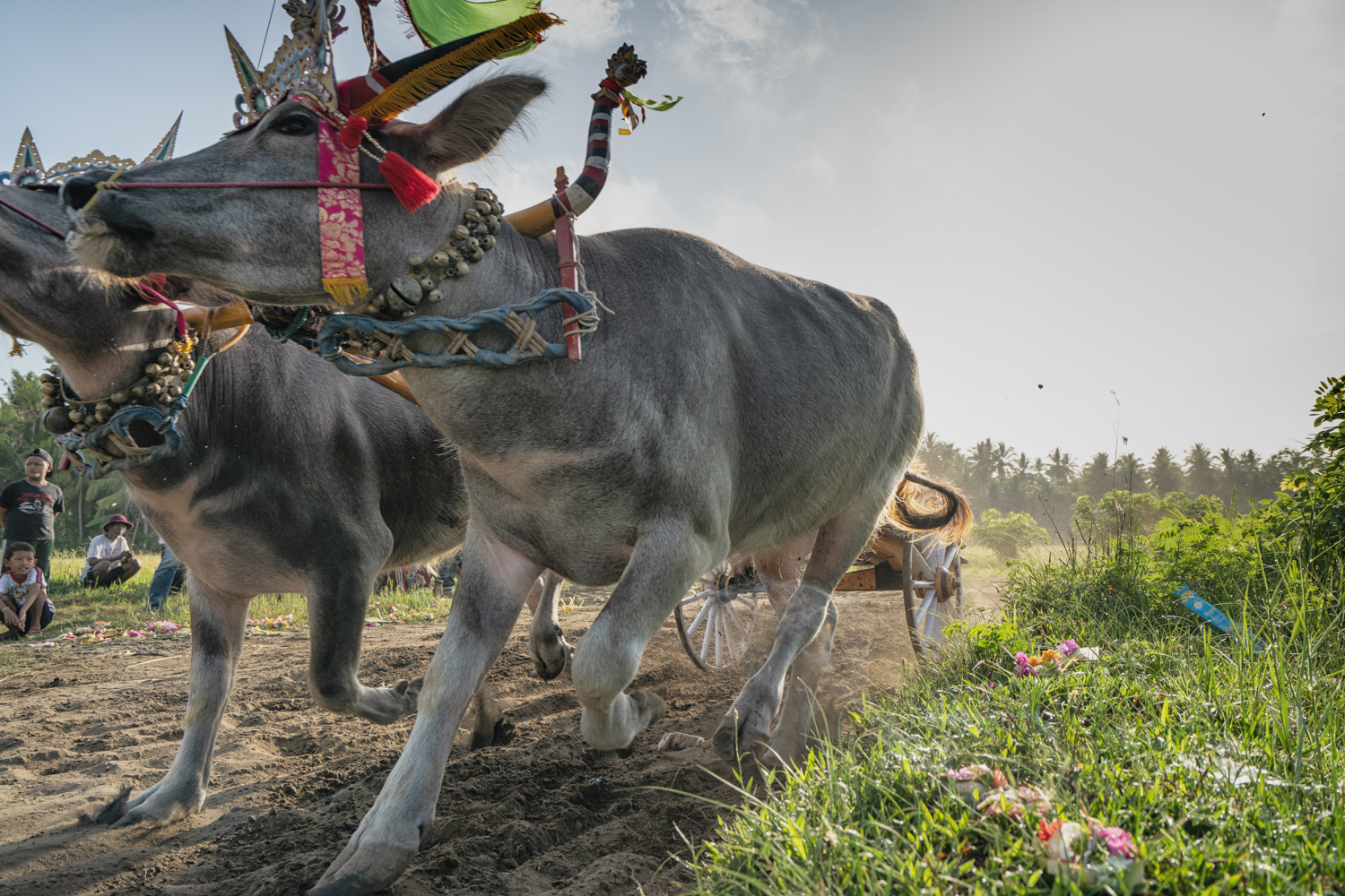 Bali Bulls Race Makepung Negara Michael Paramonti Fotografie